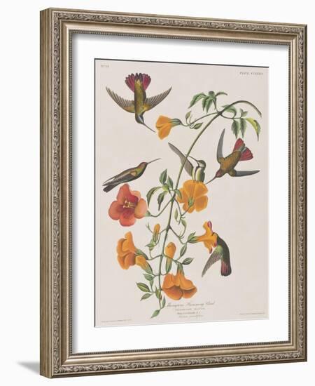 Illustration from 'Birds of America', 1827-38-John James Audubon-Framed Giclee Print