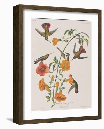 Illustration from 'Birds of America', 1827-38-John James Audubon-Framed Giclee Print