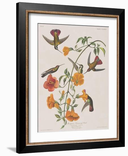 Illustration from 'Birds of America', 1827-38-John James Audubon-Framed Giclee Print