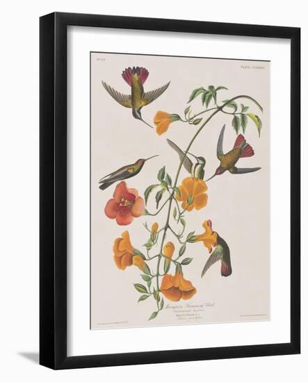 Illustration from 'Birds of America', 1827-38-John James Audubon-Framed Giclee Print