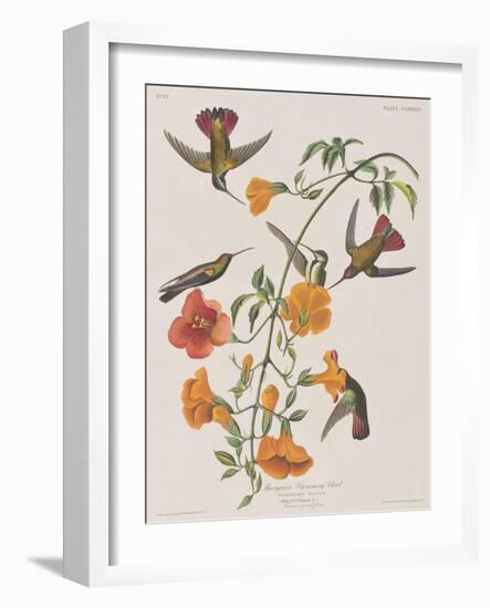 Illustration from 'Birds of America', 1827-38-John James Audubon-Framed Giclee Print