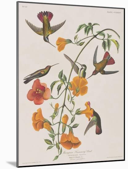 Illustration from 'Birds of America', 1827-38-John James Audubon-Mounted Giclee Print