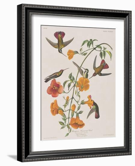 Illustration from 'Birds of America', 1827-38-John James Audubon-Framed Giclee Print