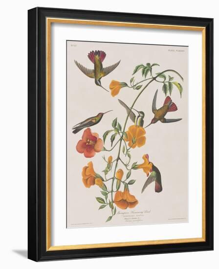 Illustration from 'Birds of America', 1827-38-John James Audubon-Framed Giclee Print