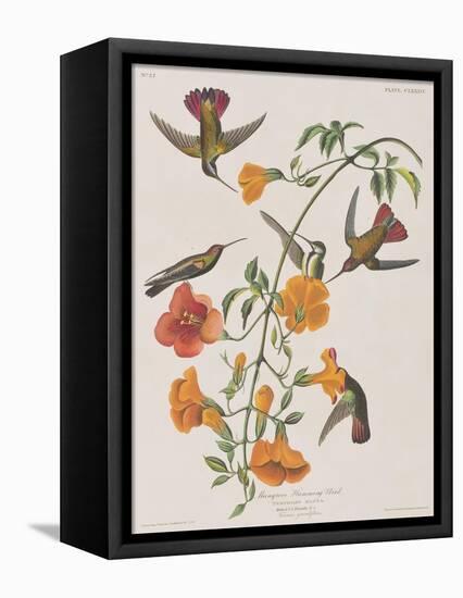 Illustration from 'Birds of America', 1827-38-John James Audubon-Framed Premier Image Canvas