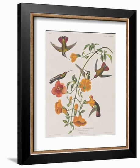 Illustration from 'Birds of America', 1827-38-John James Audubon-Framed Giclee Print