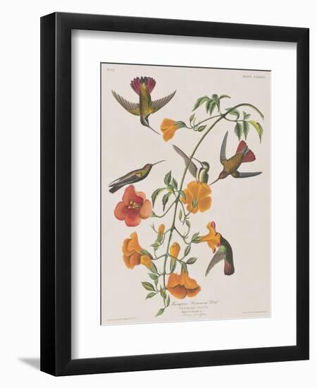 Illustration from 'Birds of America', 1827-38-John James Audubon-Framed Giclee Print