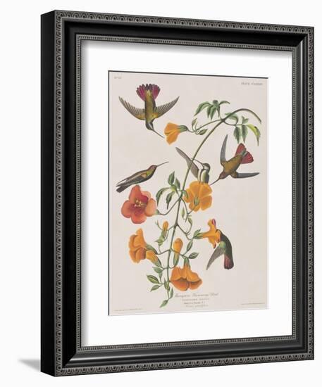 Illustration from 'Birds of America', 1827-38-John James Audubon-Framed Giclee Print