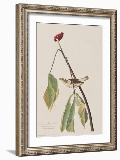 Illustration from 'Birds of America', 1827-38-John James Audubon-Framed Giclee Print