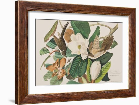 Illustration from 'Birds of America', 1827-38-John James Audubon-Framed Giclee Print