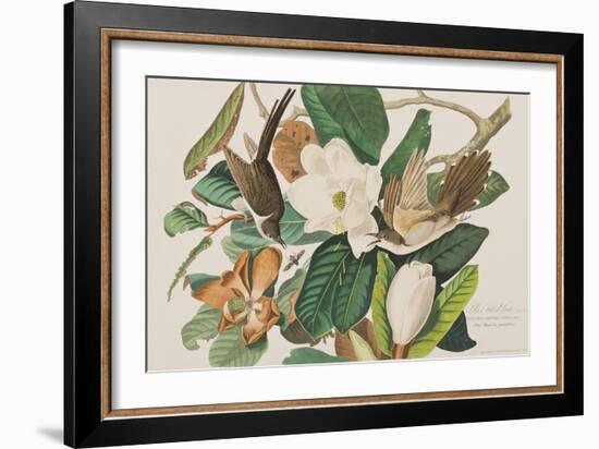 Illustration from 'Birds of America', 1827-38-John James Audubon-Framed Giclee Print