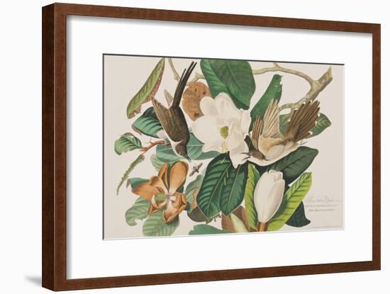 Illustration from 'Birds of America', 1827-38-John James Audubon-Framed Giclee Print