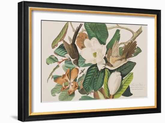 Illustration from 'Birds of America', 1827-38-John James Audubon-Framed Giclee Print