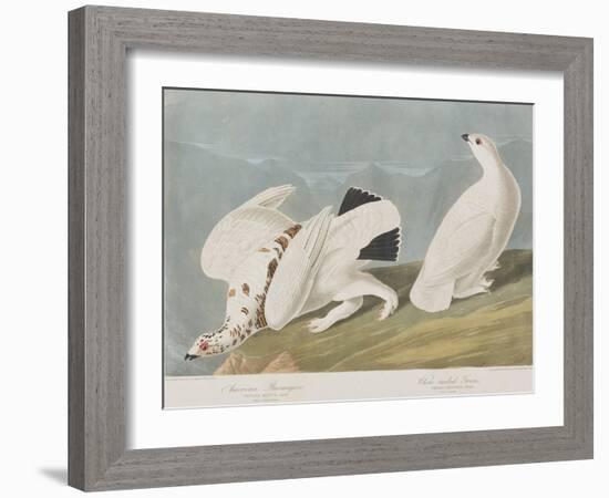 Illustration from 'Birds of America', 1827-38-John James Audubon-Framed Giclee Print