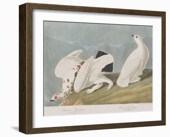 Illustration from 'Birds of America', 1827-38-John James Audubon-Framed Giclee Print