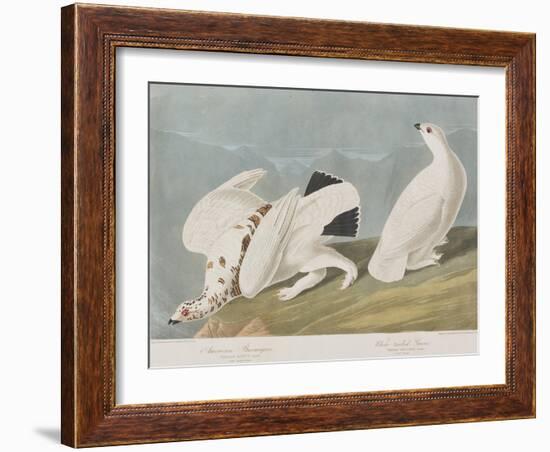 Illustration from 'Birds of America', 1827-38-John James Audubon-Framed Giclee Print