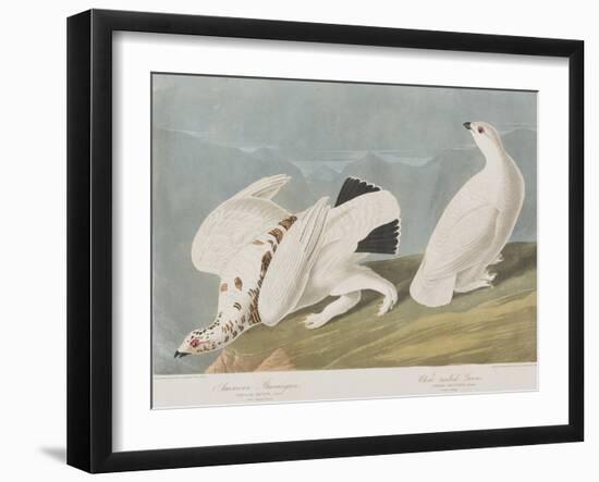 Illustration from 'Birds of America', 1827-38-John James Audubon-Framed Giclee Print