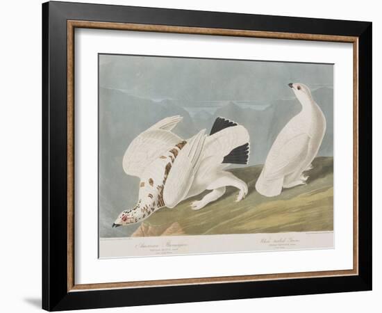 Illustration from 'Birds of America', 1827-38-John James Audubon-Framed Giclee Print