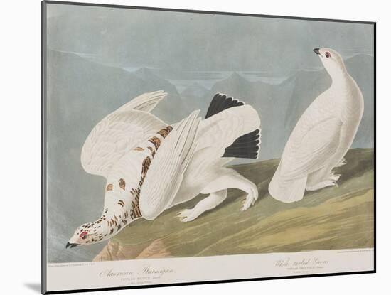 Illustration from 'Birds of America', 1827-38-John James Audubon-Mounted Giclee Print