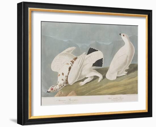 Illustration from 'Birds of America', 1827-38-John James Audubon-Framed Giclee Print