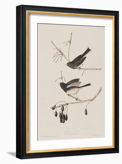 Illustration from 'Birds of America', 1827-38-John James Audubon-Framed Giclee Print