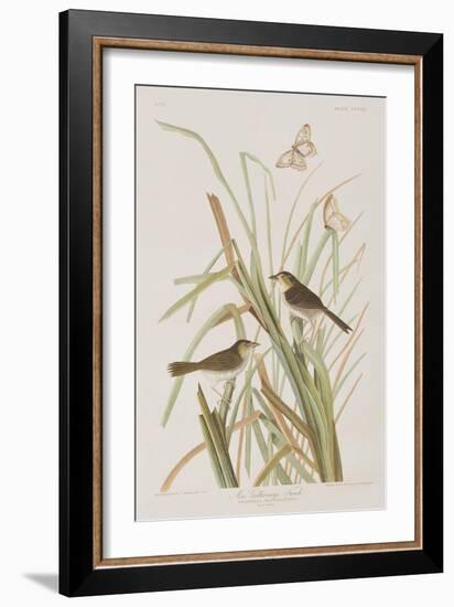 Illustration from 'Birds of America', 1827-38-John James Audubon-Framed Giclee Print