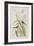 Illustration from 'Birds of America', 1827-38-John James Audubon-Framed Giclee Print