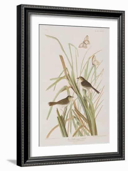 Illustration from 'Birds of America', 1827-38-John James Audubon-Framed Giclee Print