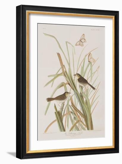 Illustration from 'Birds of America', 1827-38-John James Audubon-Framed Giclee Print