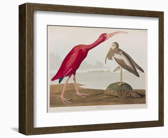 Illustration from 'Birds of America', 1827-38-John James Audubon-Framed Giclee Print