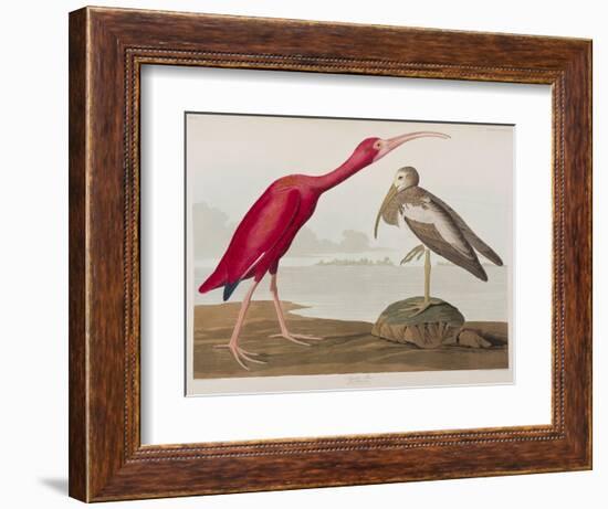 Illustration from 'Birds of America', 1827-38-John James Audubon-Framed Giclee Print