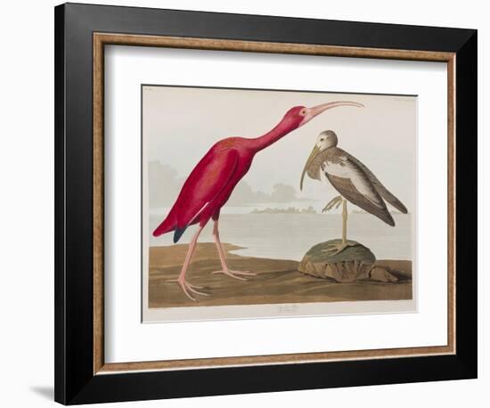 Illustration from 'Birds of America', 1827-38-John James Audubon-Framed Giclee Print