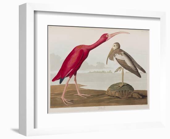 Illustration from 'Birds of America', 1827-38-John James Audubon-Framed Giclee Print