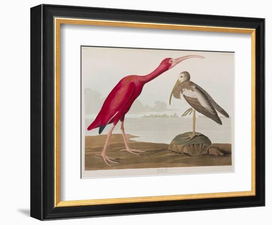 Illustration from 'Birds of America', 1827-38-John James Audubon-Framed Giclee Print