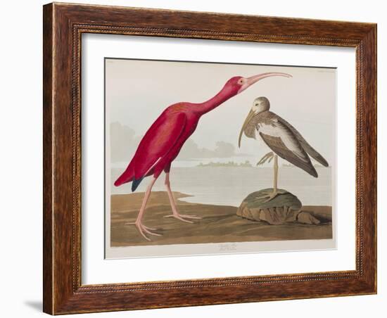 Illustration from 'Birds of America', 1827-38-John James Audubon-Framed Giclee Print