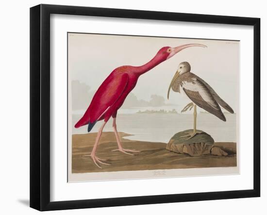 Illustration from 'Birds of America', 1827-38-John James Audubon-Framed Giclee Print