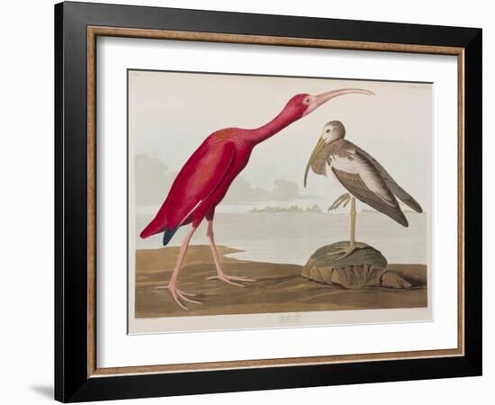 Illustration from 'Birds of America', 1827-38-John James Audubon-Framed Giclee Print