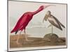 Illustration from 'Birds of America', 1827-38-John James Audubon-Mounted Giclee Print