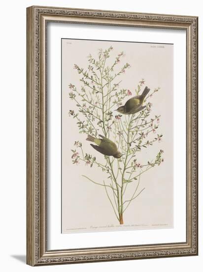 Illustration from 'Birds of America', 1827-38-John James Audubon-Framed Giclee Print