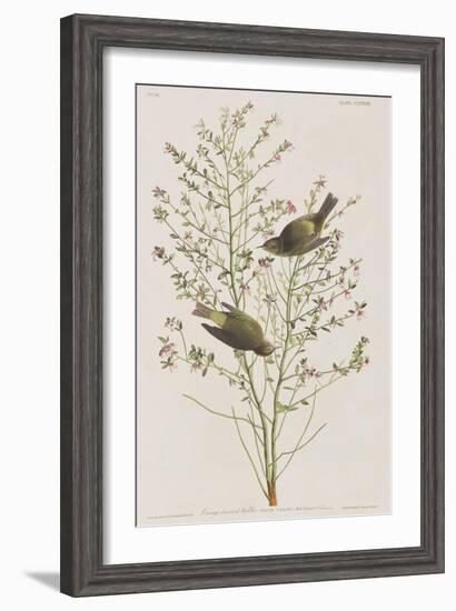 Illustration from 'Birds of America', 1827-38-John James Audubon-Framed Giclee Print