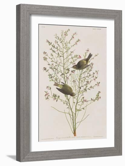 Illustration from 'Birds of America', 1827-38-John James Audubon-Framed Giclee Print