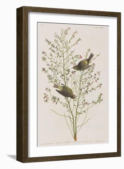 Illustration from 'Birds of America', 1827-38-John James Audubon-Framed Giclee Print