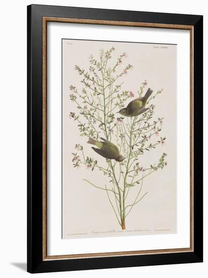 Illustration from 'Birds of America', 1827-38-John James Audubon-Framed Giclee Print