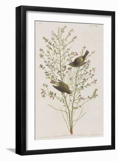 Illustration from 'Birds of America', 1827-38-John James Audubon-Framed Giclee Print