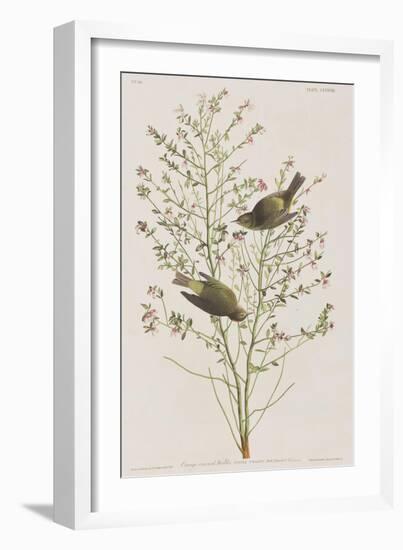 Illustration from 'Birds of America', 1827-38-John James Audubon-Framed Giclee Print