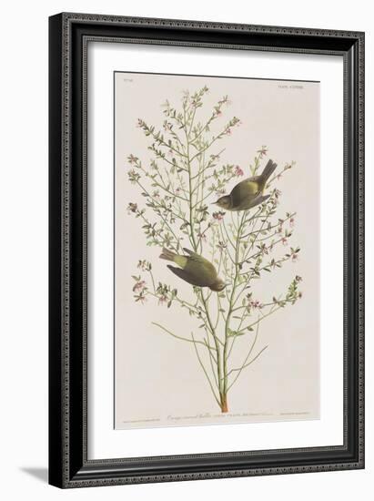 Illustration from 'Birds of America', 1827-38-John James Audubon-Framed Giclee Print