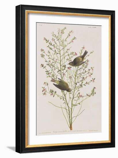 Illustration from 'Birds of America', 1827-38-John James Audubon-Framed Giclee Print