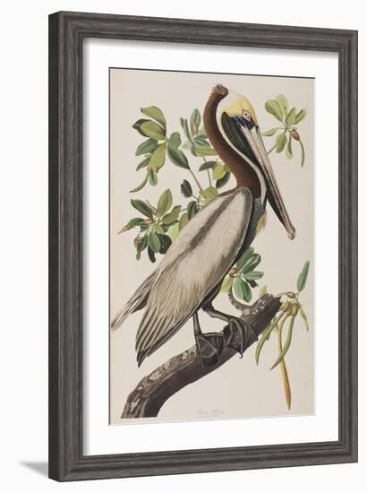 Illustration from 'Birds of America', 1827-38-John James Audubon-Framed Giclee Print