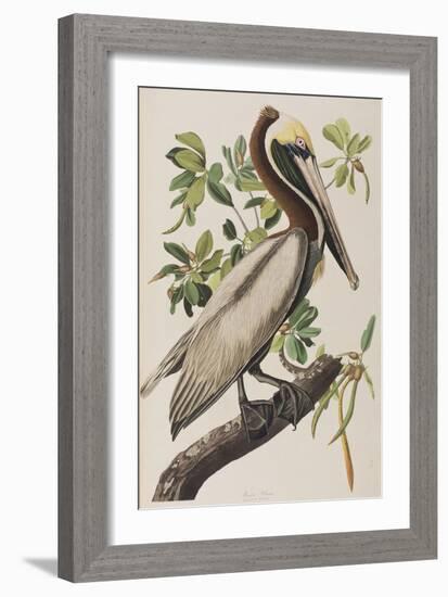 Illustration from 'Birds of America', 1827-38-John James Audubon-Framed Giclee Print