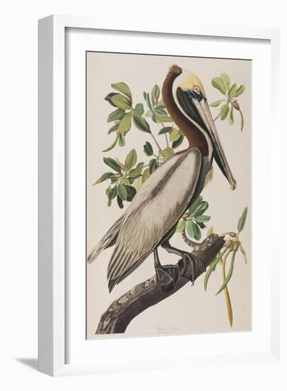 Illustration from 'Birds of America', 1827-38-John James Audubon-Framed Giclee Print